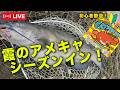 霞のアメキャ!シーズンイン!@村田基 #釣り #アメキャ #ナマズ