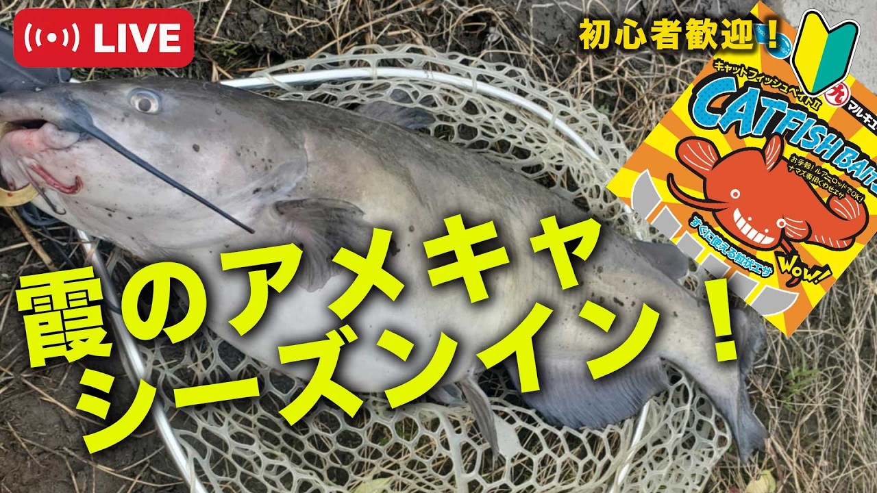 American catfish in Kasumigaura! Season has begun! @Motoki Murata