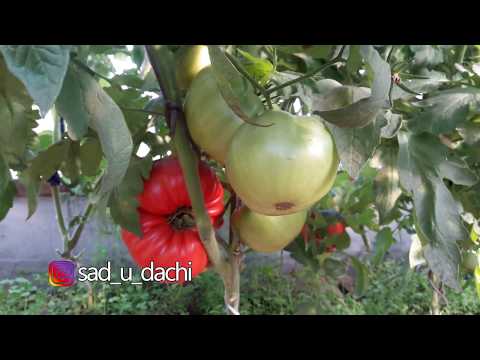 Этот томат покорил меня вкусом! Отводы - (Taps Tomato).