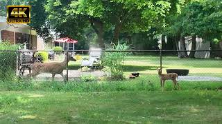 Deer in My Yard - June 22, 2024