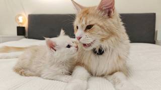 Mom Cat Purring and Talking to Her Kittens - ASMR