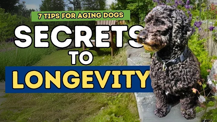 7 Secrets to a Long, Healthy Dog Life: Dr. Jones' Tips for Aging Dogs