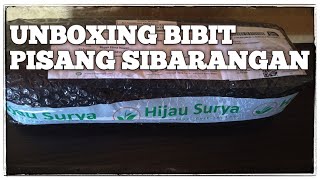 UNBOXING BIBIT PISANG SIBARANGAN PT. HIJAU SURYA