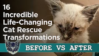 Rescue Cats Before And After Adoption - Heartwarming Pictures Of Lives Saved!