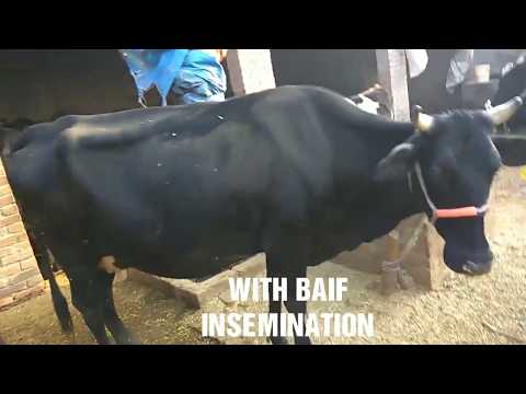 HF COW | GUJJAR DAIRY FARM | SAHARANPUR