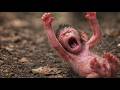 🔴 Living !! Baby Monkey Newborn Sleeping Live 🐒 Calm Vibes