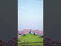 Casa de Cerejeira Ultimate🌸 - Download in Bio #shorts #minecraft