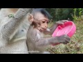 Life of monkeys Ep92, baby monkey running, baby monkey jumping, life of ...