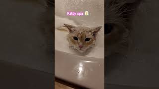 Chetto loves taking baths 🛀 kitty spa 🧖 #catbath #spa