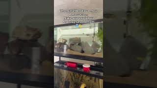 My Texas Cichlid Fry Journey Starts NOW 🐟🔥 (Episode 1)