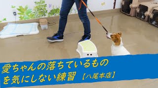 【八尾本店】 愛ちゃんの落ちてる物を気にしない練習　20/9/28