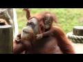 Introducing Orangutan Keju