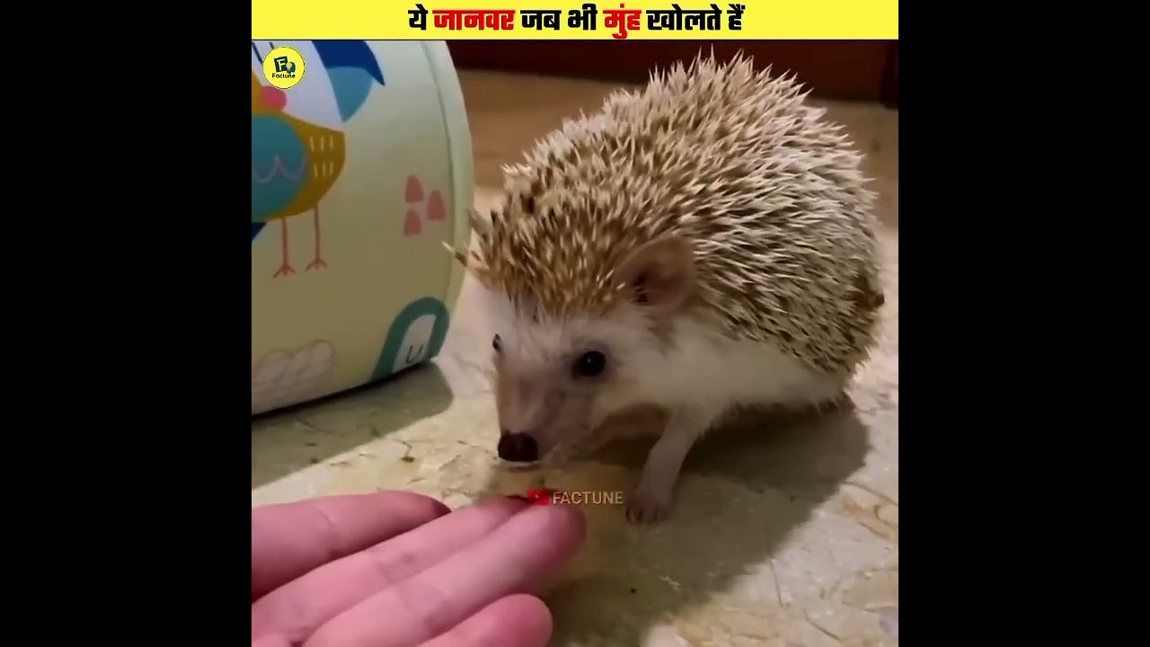 Dangerous Look of Innocent Animals 