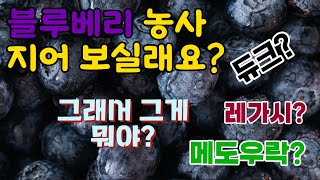 김치의 농원투어!! 2탄!! 블루베리 스무디 아니고 블루베리 묘목 소개 해 볼께요! [4K]