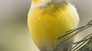 Suara burung kenari/canary joos