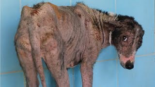 Nervous dog with no hair transforms into shining beauty. - YouTube