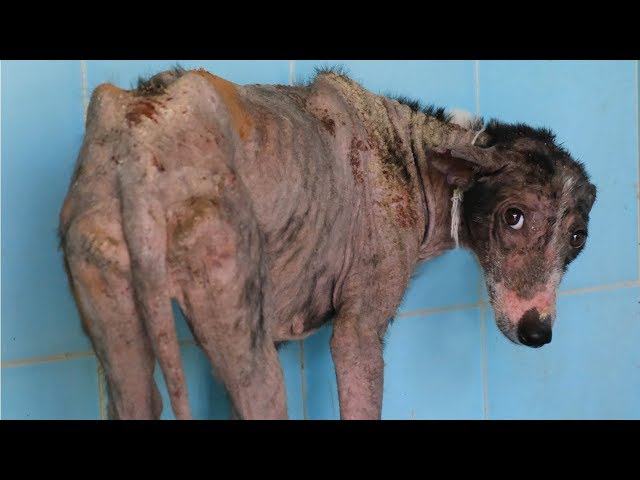 Nervous dog with no hair transforms into shining beauty. - YouTube