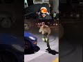 W assist from the tuck #policechase #carchase #escape #getaway #vraudacity #shorts