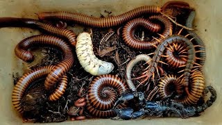 Wow Scary Catching gait millipede’s small millipedes. Africa snails in habitat 