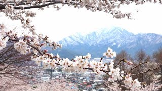 羽田・河口湖・忠靈塔~東京夢幻花海之旅30天