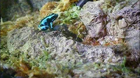 Dendrobates auratus 3