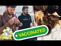 Goats ki Vaccination ho gai😍😍 ETV Vaccination done✅