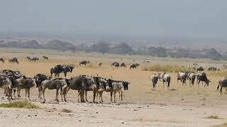 Amboseli Eastern White Bearded Wildebeest Migration