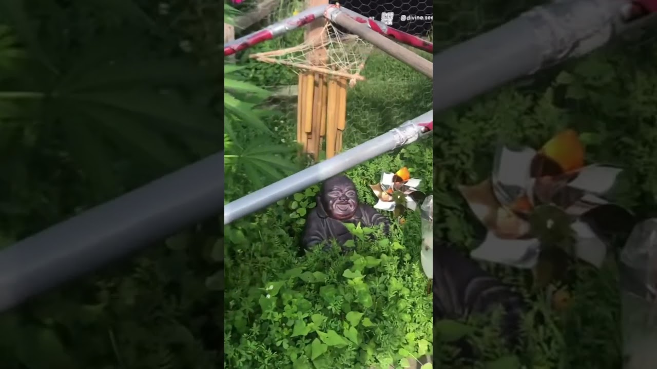 Cannabis Cultivate outdoor garden tour 2021 