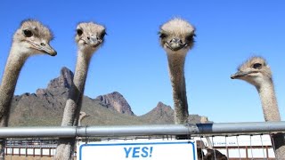 Why Ostriches Are the Fastest Birds 🦤