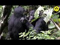 Grooming Behaviors among Wild Bonobos!【Observations of Bonobos #1】