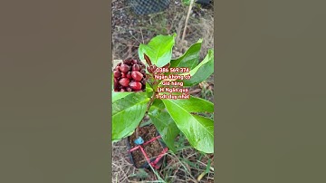 Cây Mận Điều Thái ăn ngọt | 0386569374 - Ngọc Ngân Bến Tre | Chuyên cây độc lạ