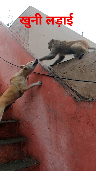 dog and monkey fight 🐕‍🦺😭🤣#fight #viralshort