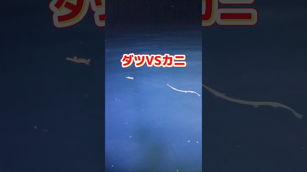 海の生き物を紹介 #広島たにさんのぼれやびゃー動画 #fishing #漁民 #釣り #イカ釣り #エギング #海の生き物 #漁師