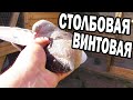 Столбовая голубка / Смесь таклы и азиатов 10.06.20