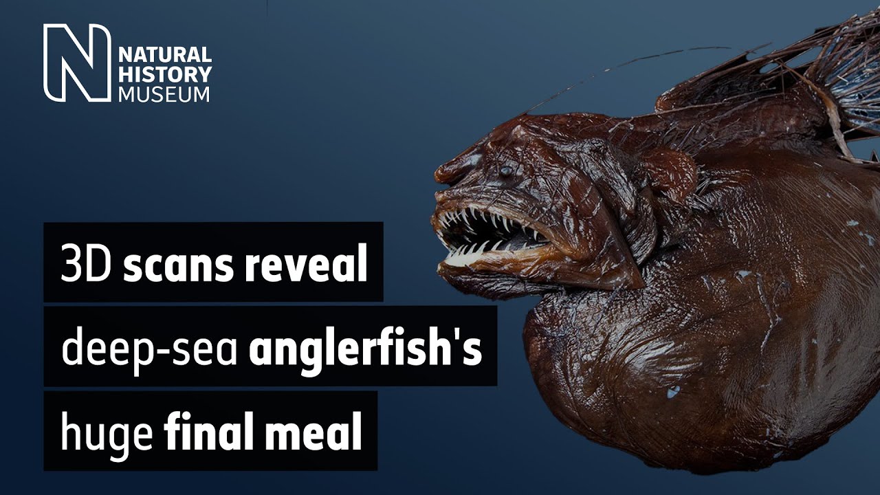 3D scans reveal deep-sea anglerfish's huge final meal