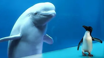 Кит Впервые Увидел Пингвина, и Вот Что Произошло Дальше