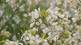 だいこんの花 Youtube だいこんの花 Youtube