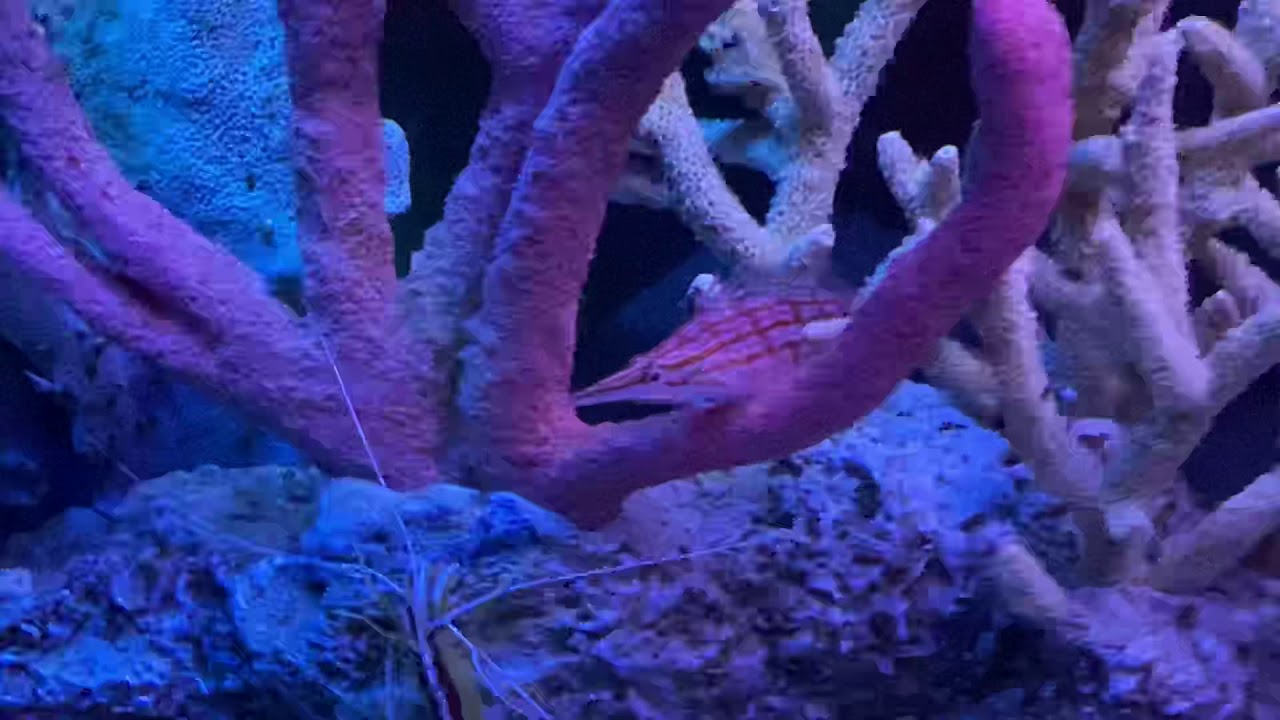Pacific fish Orlando Florida YouTube