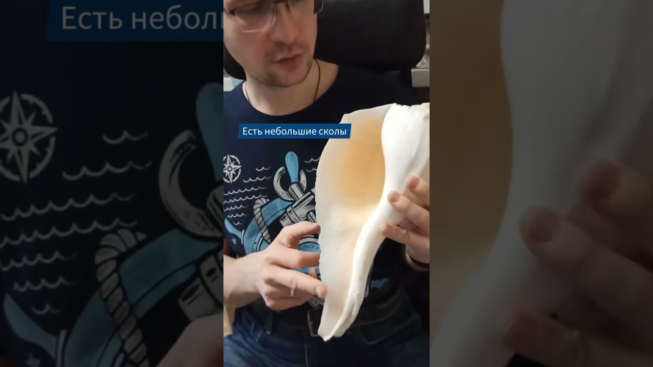 Коллекционная раковина Бусикон, Busycon #морскиеракушки