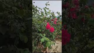 Nati Rose Extravaganza: A Garden Bursting with Blooms! 🌹  #shorts #gardening #shortsvideo