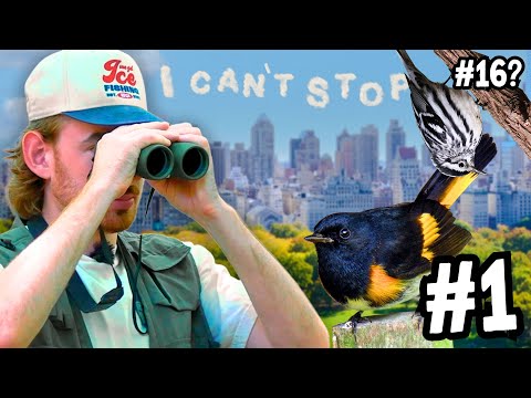 I Went Birding for 1 Hour and Found _____ Birds 2.0