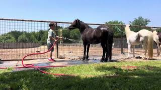 Cujo getting a bath and flysprayed