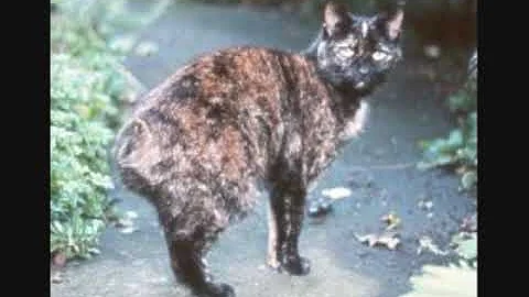 Video 326741: calico manx, manx cat