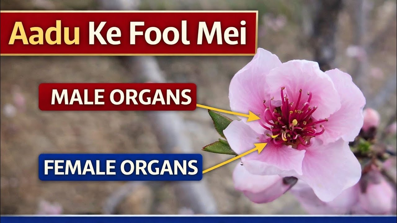 DAY 50 Aadu Mei Flowering🌸🌸 Aur Kahan Haare Match🤦🏻‍♂️