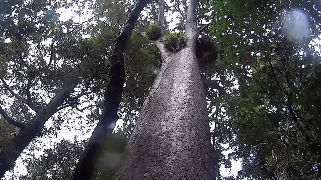 Kauri Trees in Te Huia Waitakere New Zealand