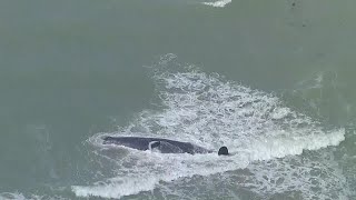 WATCH: Whale beaches itself off the coast of Venice, Florida