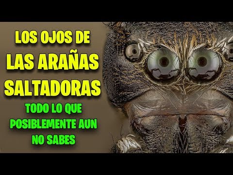 Video: ¿Cuántos ojos tienen los arácnidos?