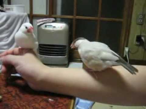求愛の奇跡的成功