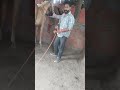 #khodhi ke pear bandh diye😎🤯#mini vlog#virel #hourseriding