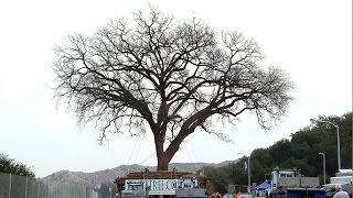 World Record Tree Transplant Old Glory